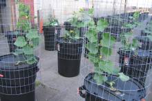 Cucumbers at Kakaako homeless shelter